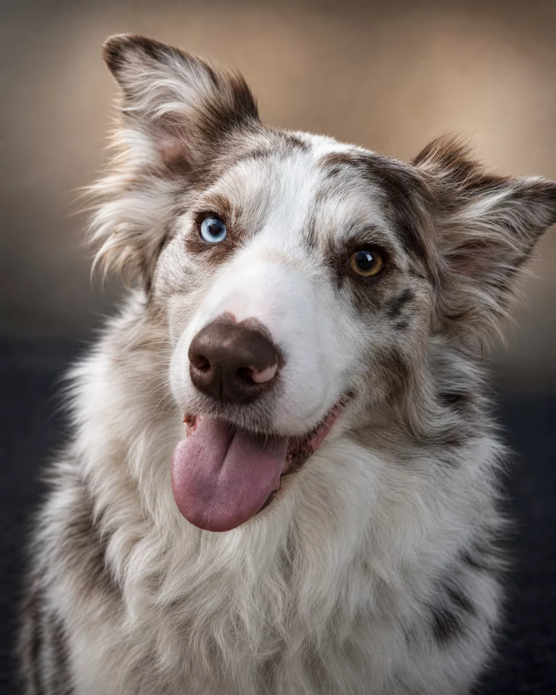 Luna, Head of Morale and Cuteness